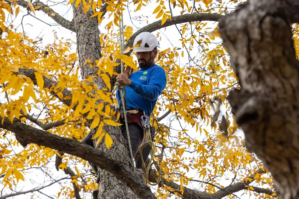 Skilled Tree Transplanting crew working in Dickens